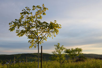 Walnussbaum
              und Pfirsichbaeume im Sonnenuntergang
